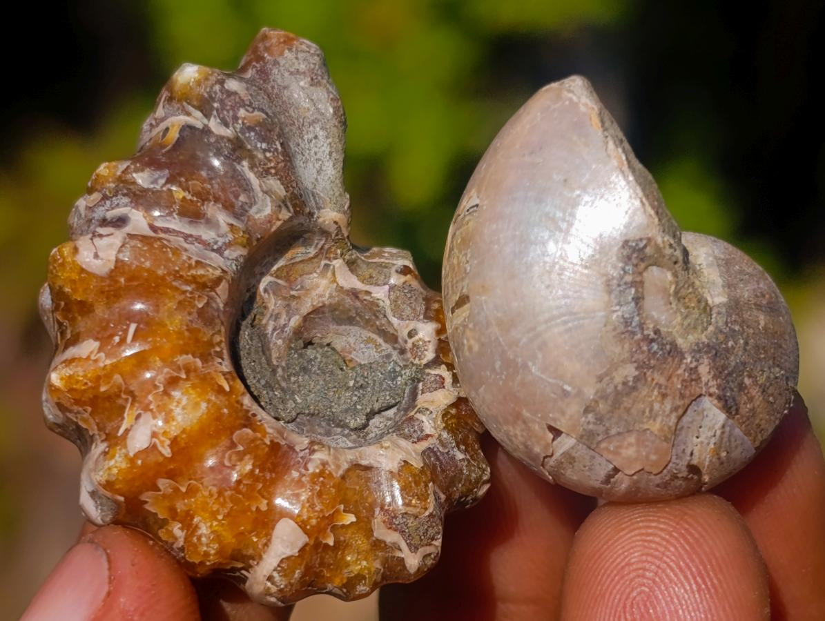 Natural Douvilleiceras Spiney Ammonite Fossils x 70 From Maintirano, Madagascar - Toprock Gemstones and Minerals 