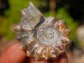 Natural Douvilleiceras Spiney Ammonite Fossils x 70 From Maintirano, Madagascar - Toprock Gemstones and Minerals 