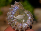 Natural Douvilleiceras Spiney Ammonite Fossils x 70 From Maintirano, Madagascar - Toprock Gemstones and Minerals 