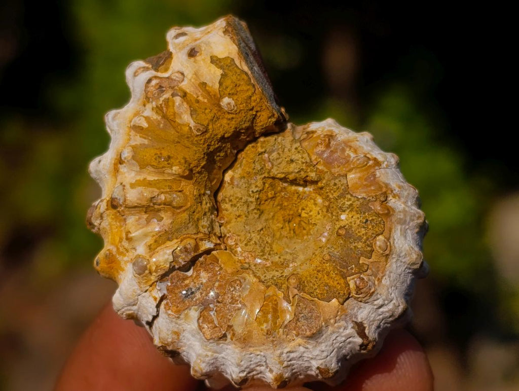 Natural Douvilleiceras Spiney Ammonite Fossils x 70 From Maintirano, Madagascar - Toprock Gemstones and Minerals 