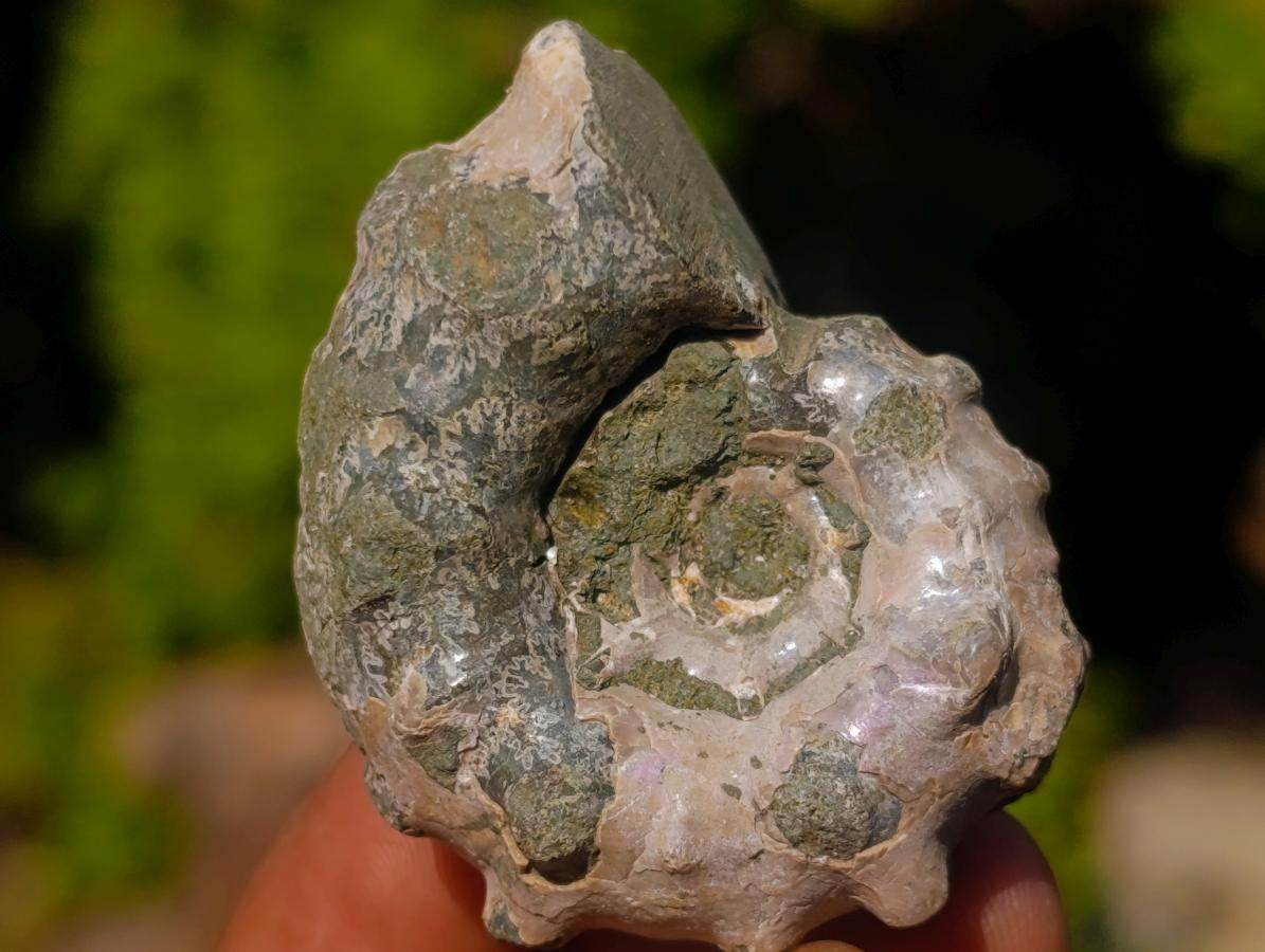 Natural Douvilleiceras Spiney Ammonite Fossils x 70 From Maintirano, Madagascar - Toprock Gemstones and Minerals 