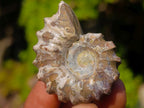 Natural Douvilleiceras Spiney Ammonite Fossils x 70 From Maintirano, Madagascar - Toprock Gemstones and Minerals 
