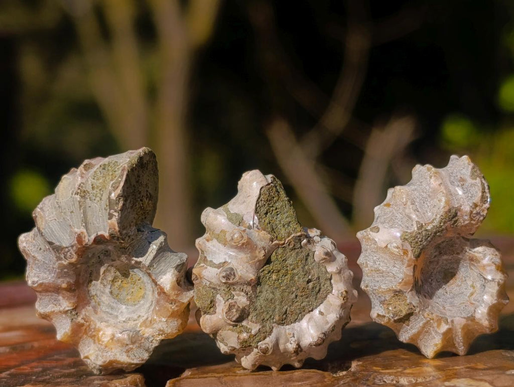Natural Douvilleiceras Spiney Ammonite Fossils x 70 From Maintirano, Madagascar - Toprock Gemstones and Minerals 