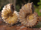 Natural Douvilleiceras Spiney Ammonite Fossils x 70 From Maintirano, Madagascar - Toprock Gemstones and Minerals 