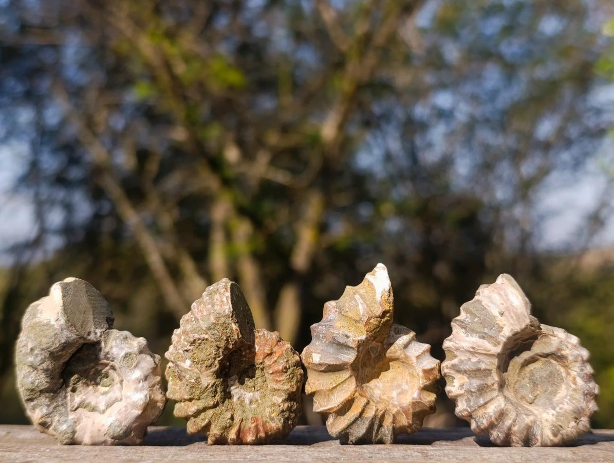 Natural Douvilleiceras Spiney Ammonite Fossils x 70 From Maintirano, Madagascar - Toprock Gemstones and Minerals 