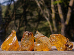 Natural Copal Amber Specimens with Insect and Plant Inclusions x 35 From Lemur Island, Madagascar - Toprock Gemstones and Minerals 