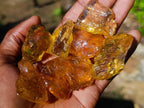 Natural Copal Amber Specimens with Insect and Plant Inclusions x 35 From Lemur Island, Madagascar - Toprock Gemstones and Minerals 