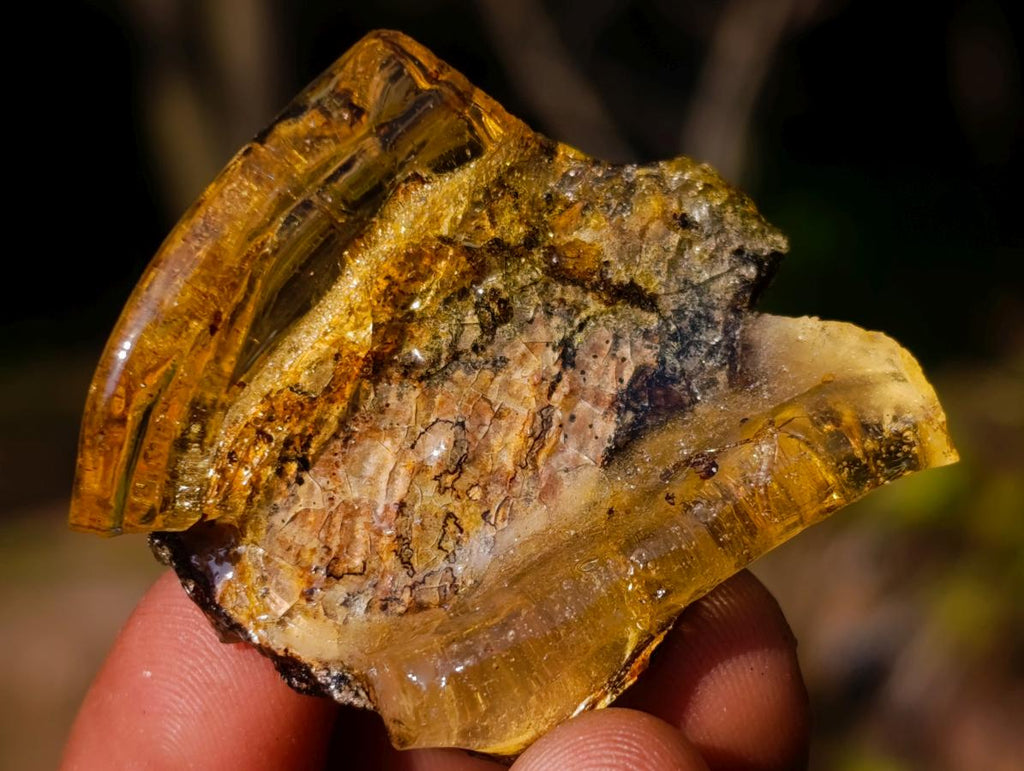 Natural Copal Amber Specimens with Insect and Plant Inclusions x 35 From Lemur Island, Madagascar - Toprock Gemstones and Minerals 