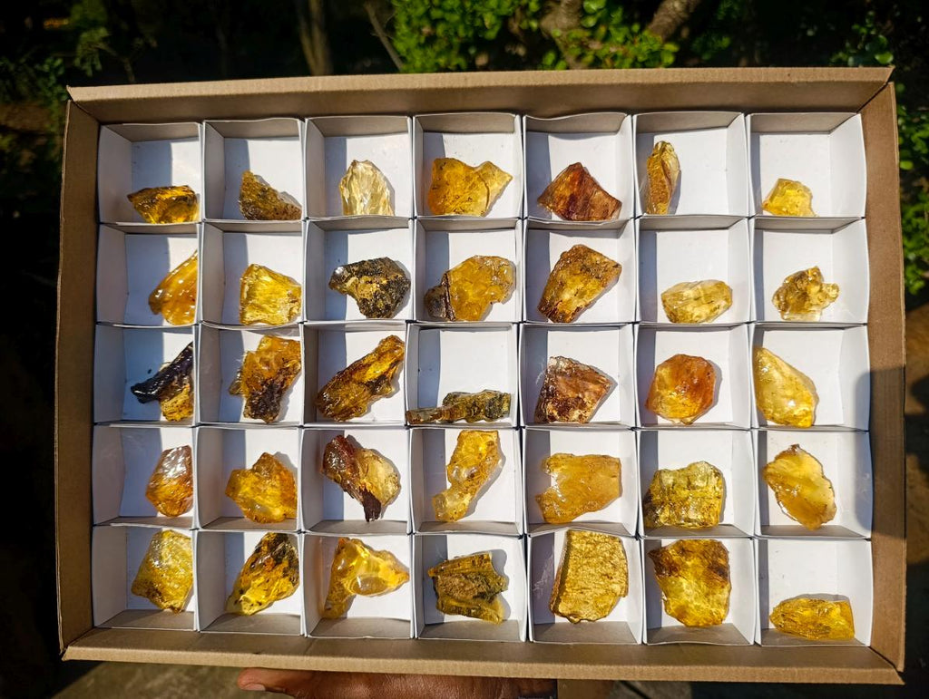 Natural Copal Amber Specimens with Insect and Plant Inclusions x 35 From Lemur Island, Madagascar - Toprock Gemstones and Minerals 