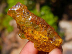 Natural Copal Amber Specimens with Insect and Plant Inclusions x 35 From Lemur Island, Madagascar - Toprock Gemstones and Minerals 