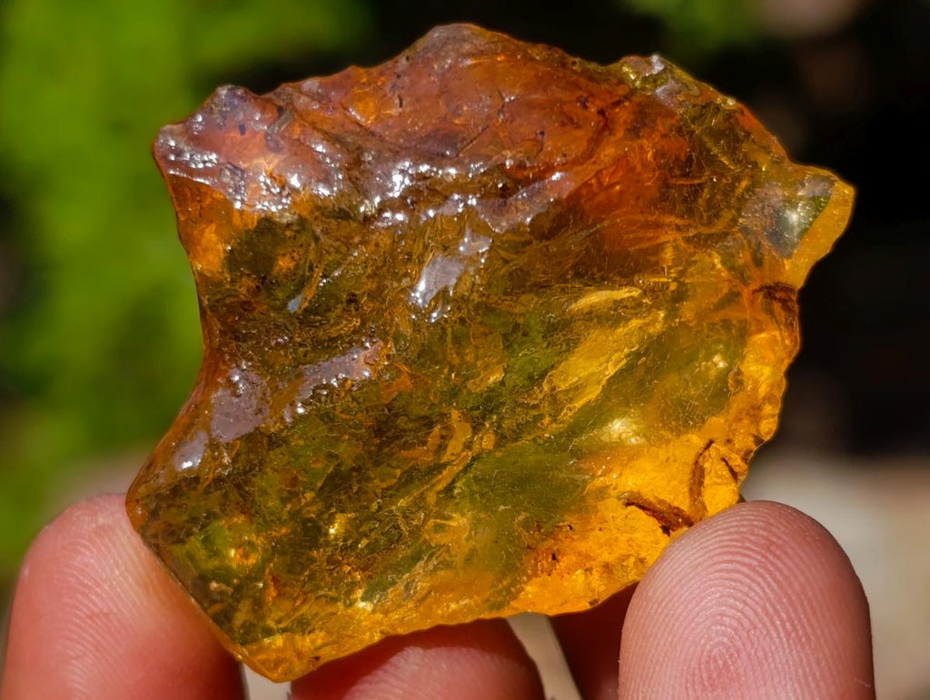 Natural Copal Amber Specimens with Insect and Plant Inclusions x 35 From Lemur Island, Madagascar - Toprock Gemstones and Minerals 