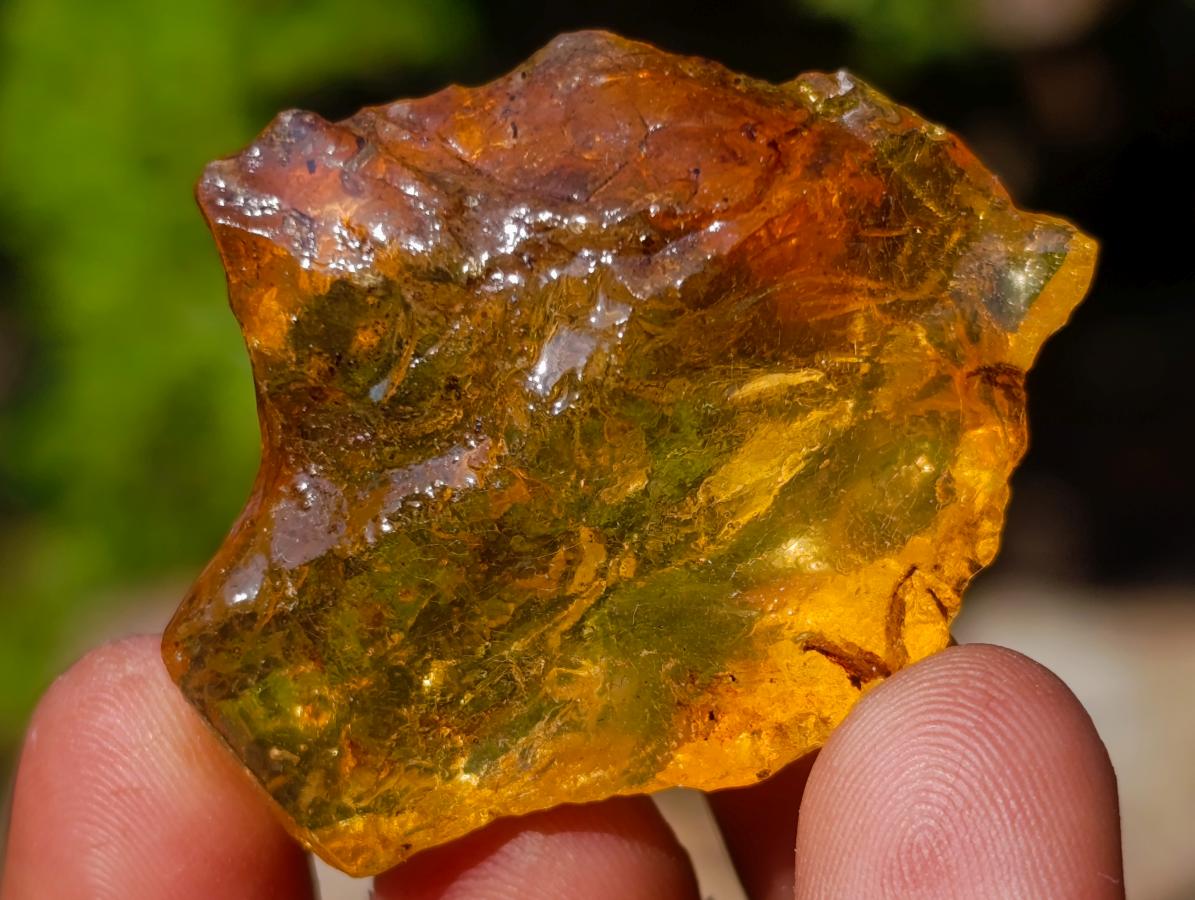 Natural Copal Amber Specimens with Insect and Plant Inclusions x 35 From Lemur Island, Madagascar - Toprock Gemstones and Minerals 