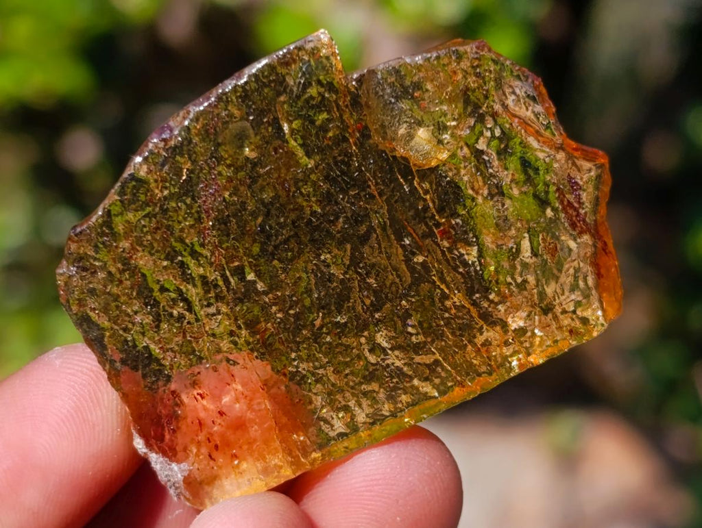 Natural Copal Amber Specimens with Insect and Plant Inclusions x 35 From Lemur Island, Madagascar - Toprock Gemstones and Minerals 