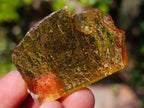 Natural Copal Amber Specimens with Insect and Plant Inclusions x 35 From Lemur Island, Madagascar - Toprock Gemstones and Minerals 
