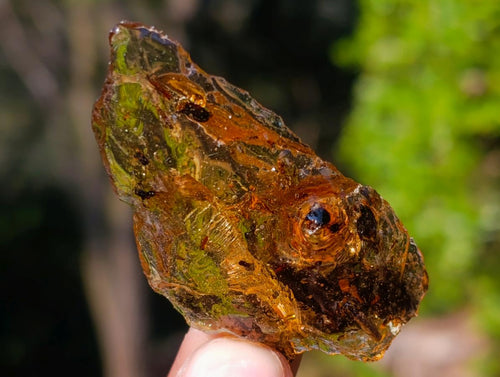 Natural Copal Amber Specimens with Insect and Plant Inclusions x 35 From Lemur Island, Madagascar - Toprock Gemstones and Minerals 