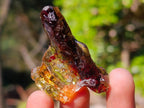 Natural Copal Amber Specimens with Insect and Plant Inclusions x 35 From Lemur Island, Madagascar - Toprock Gemstones and Minerals 