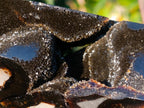 Polished Septerye Sauvage Display Crystals x 2 From Mahajanga, Madagascar - Toprock Gemstones and Minerals 
