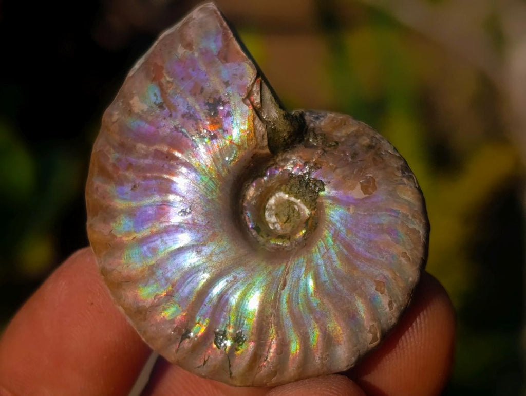 Natural Iridescent Opalized Cleoniceras Ammonite Fossils x 35 From Tulear, Madagascar - Toprock Gemstones and Minerals 