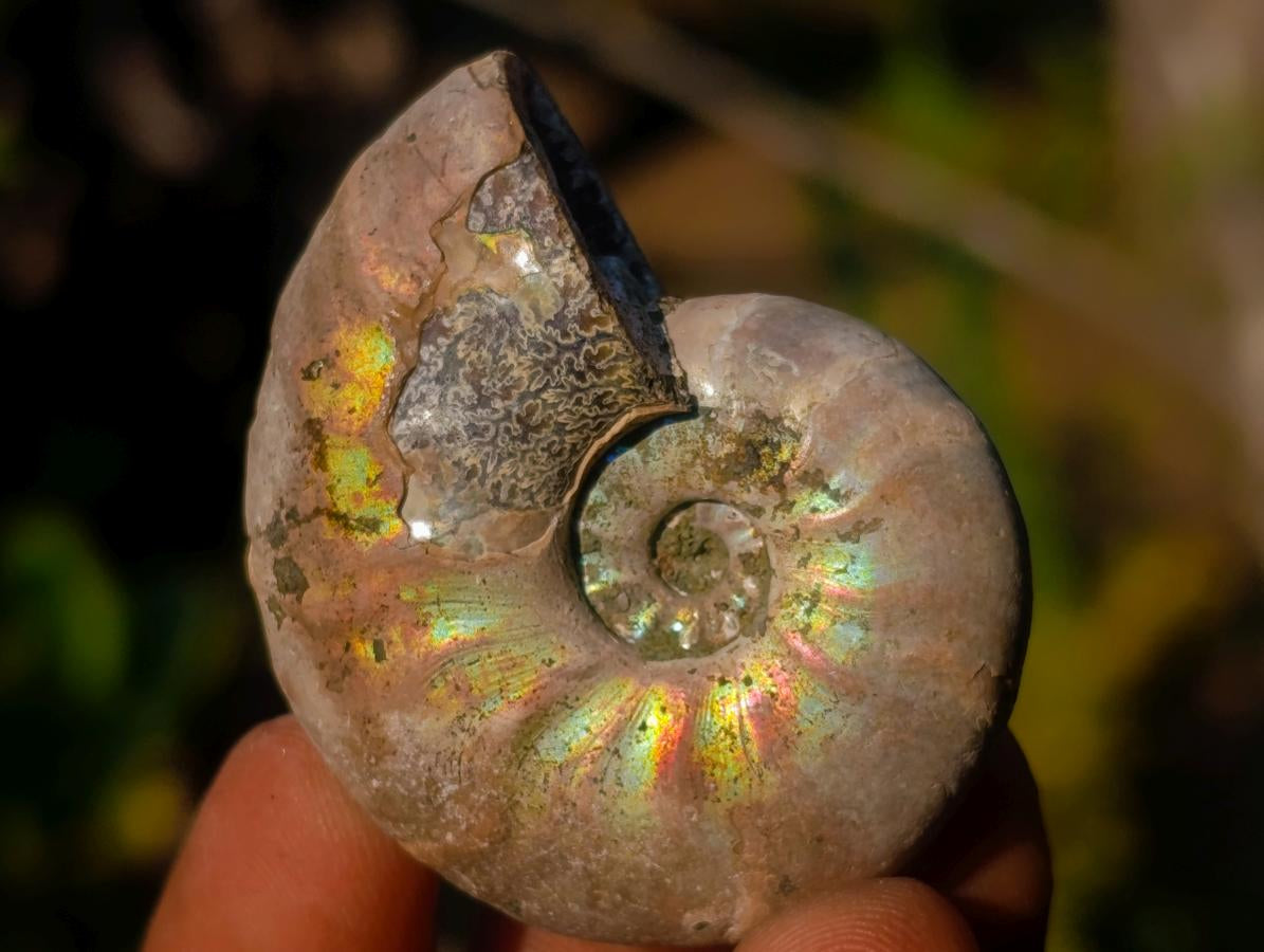 Natural Iridescent Opalized Cleoniceras Ammonite Fossils x 35 From Tulear, Madagascar - Toprock Gemstones and Minerals 
