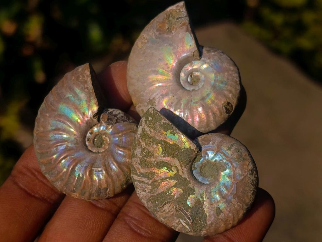 Natural Iridescent Opalized Cleoniceras Ammonite Fossils x 35 From Tulear, Madagascar - Toprock Gemstones and Minerals 