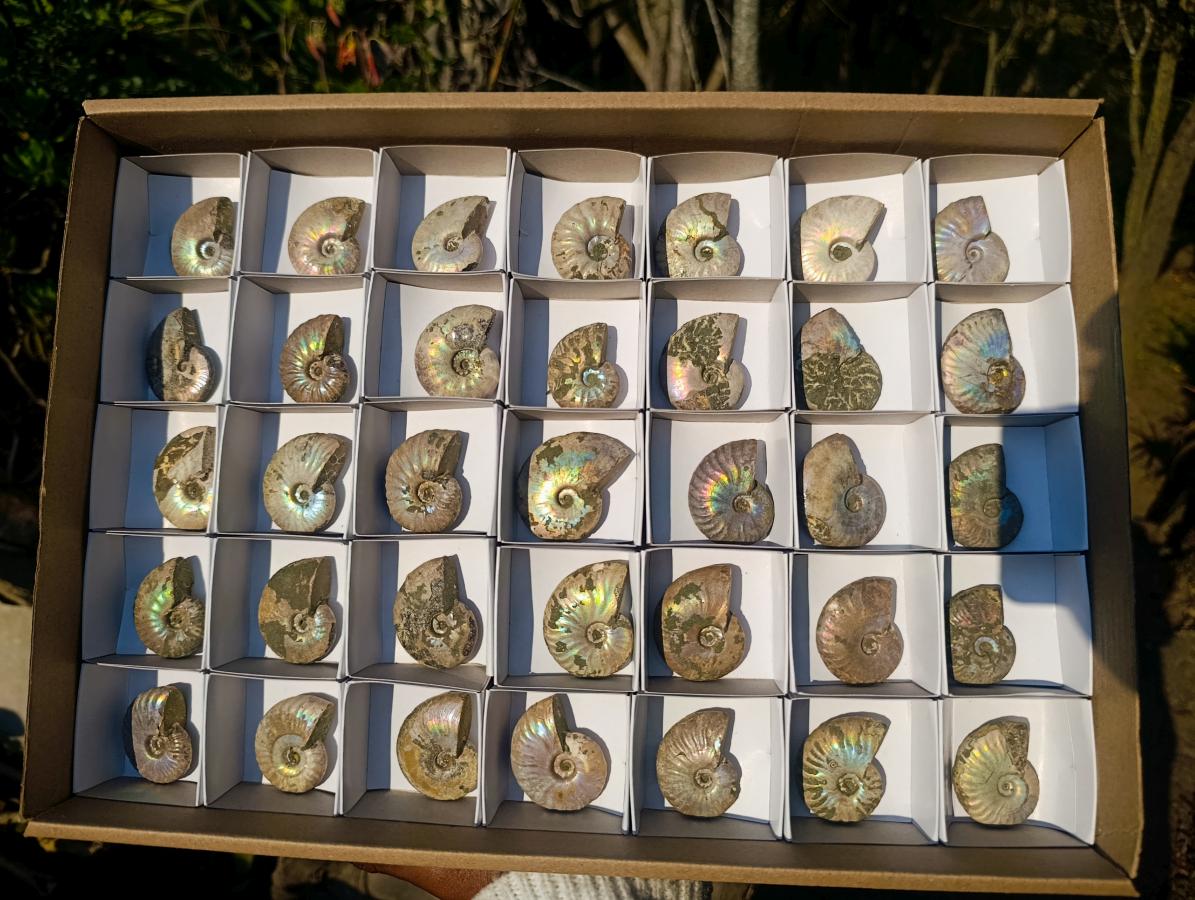 Natural Iridescent Opalized Cleoniceras Ammonite Fossils x 35 From Tulear, Madagascar - Toprock Gemstones and Minerals 