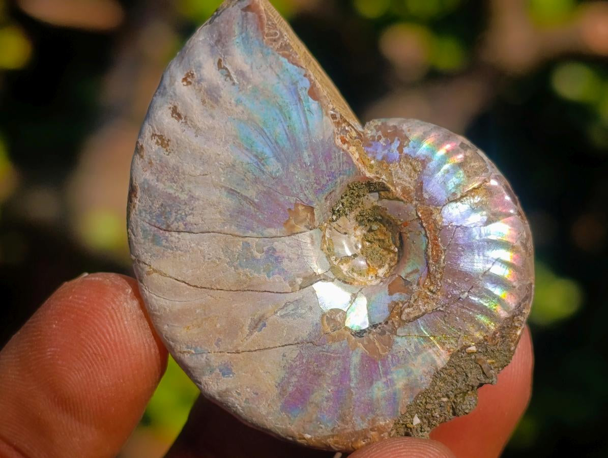 Natural Iridescent Opalized Cleoniceras Ammonite Fossils x 35 From Tulear, Madagascar - Toprock Gemstones and Minerals 