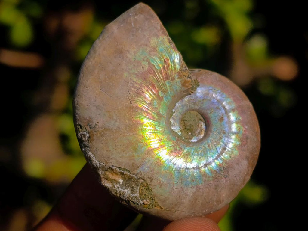 Natural Iridescent Opalized Cleoniceras Ammonite Fossils x 35 From Tulear, Madagascar - Toprock Gemstones and Minerals 