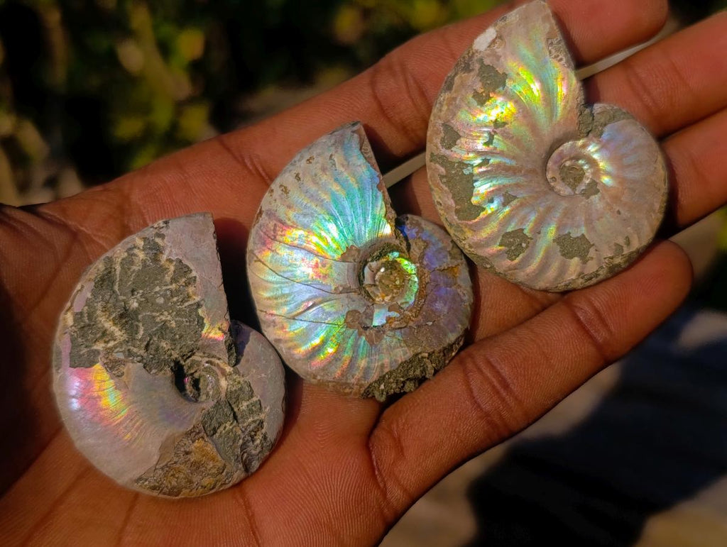 Natural Iridescent Opalized Cleoniceras Ammonite Fossils x 35 From Tulear, Madagascar - Toprock Gemstones and Minerals 