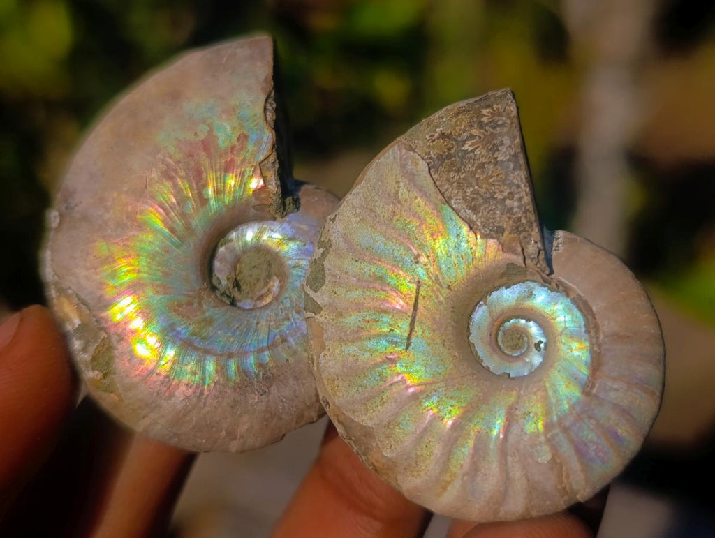 Natural Iridescent Opalized Cleoniceras Ammonite Fossils x 35 From Tulear, Madagascar - Toprock Gemstones and Minerals 