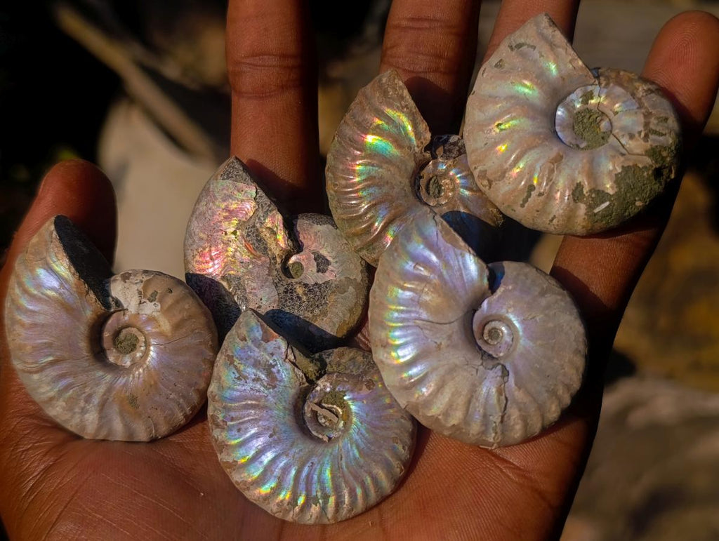 Natural Iridescent Opalized Cleoniceras Ammonite Fossils x 35 From Tulear, Madagascar - Toprock Gemstones and Minerals 