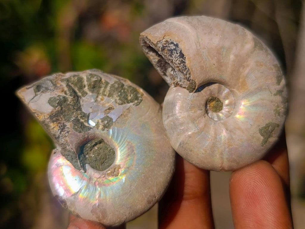 Natural Iridescent Opalized Cleoniceras Ammonite Fossils x 35 From Tulear, Madagascar - Toprock Gemstones and Minerals 