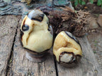 Polished Septerye Eggs x 2 From Mahajanga, Madagascar - Toprock Gemstones and Minerals 