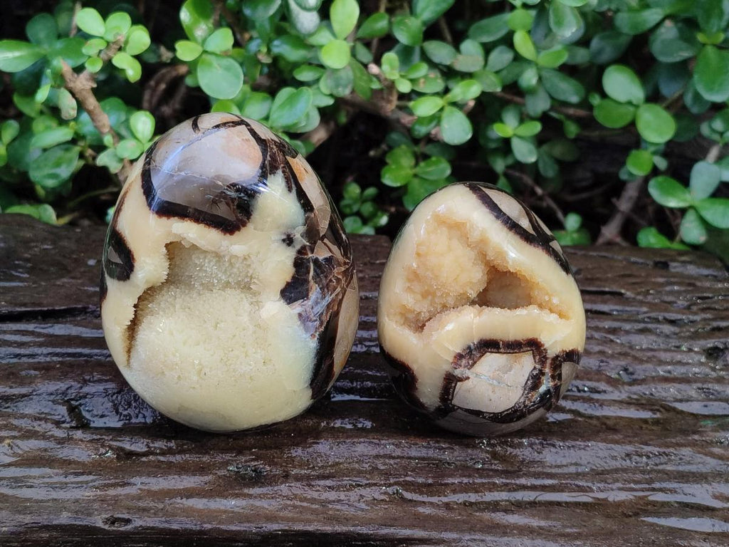 Polished Septerye Eggs x 2 From Mahajanga, Madagascar - Toprock Gemstones and Minerals 