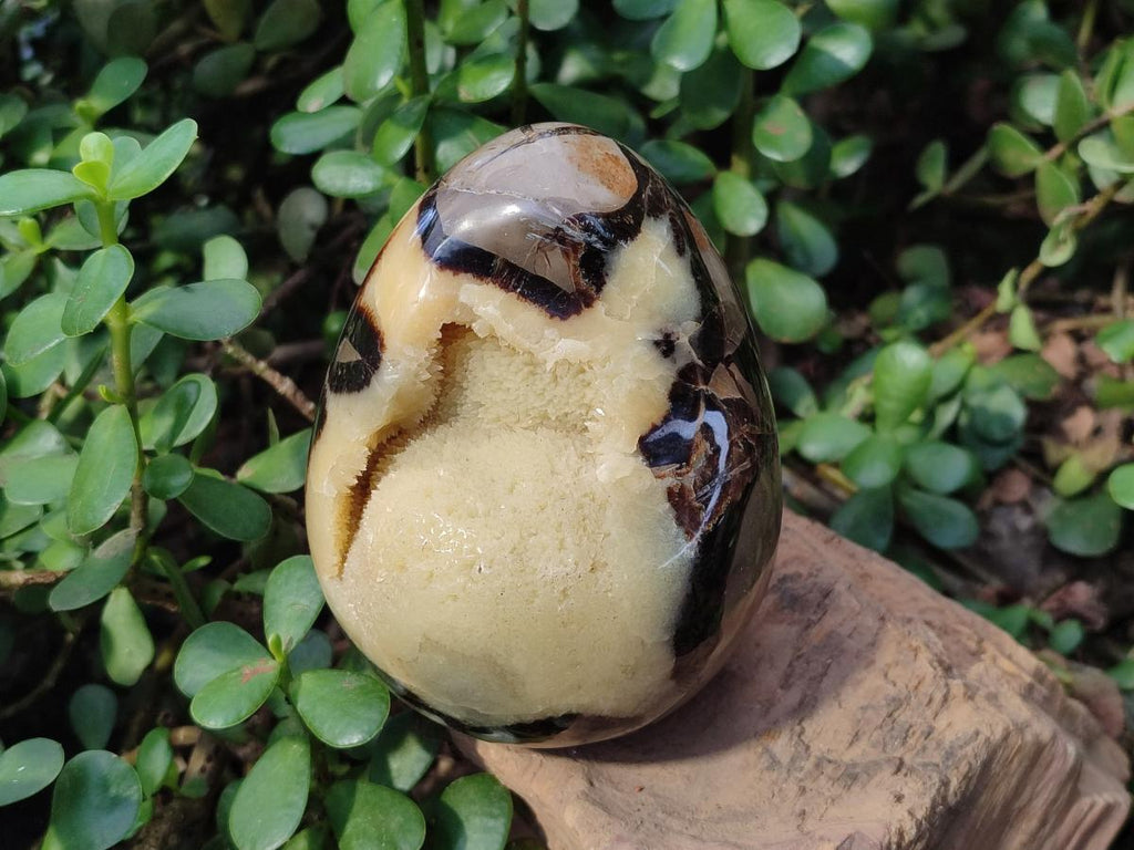 Polished Septerye Eggs x 2 From Mahajanga, Madagascar - Toprock Gemstones and Minerals 