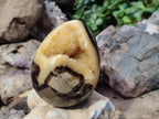 Polished Septerye Eggs x 2 From Mahajanga, Madagascar - Toprock Gemstones and Minerals 