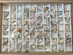Natural Spirit Quartz Finger Crystals x 70 From Boekenhouthoek, South Africa - Toprock Gemstones and Minerals 
