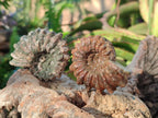 Natural Douvilleiceras Ammolite Ammonite Fossils x 24 From Maintirano, Madagascar - Toprock Gemstones and Minerals 