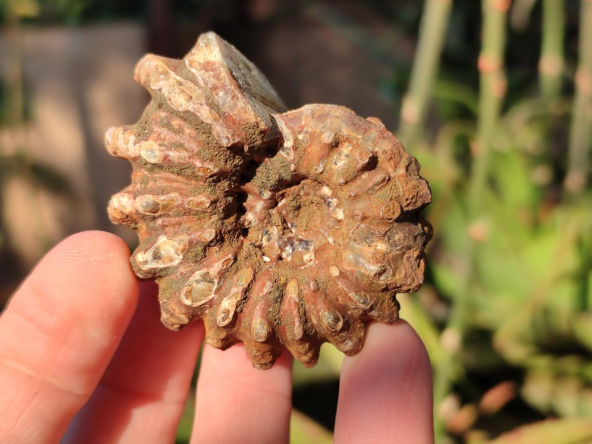 Natural Douvilleiceras Ammolite Ammonite Fossils x 24 From Maintirano, Madagascar - Toprock Gemstones and Minerals 