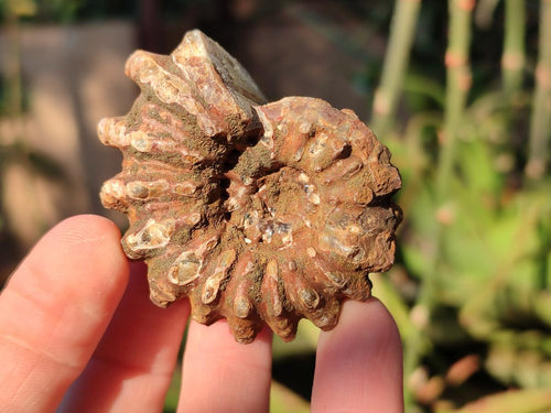 Natural Douvilleiceras Ammolite Ammonite Fossils x 24 From Maintirano, Madagascar - Toprock Gemstones and Minerals 