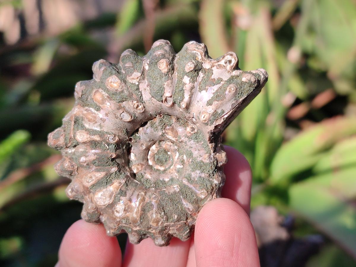 Natural Douvilleiceras Ammolite Ammonite Fossils x 24 From Maintirano, Madagascar - Toprock Gemstones and Minerals 