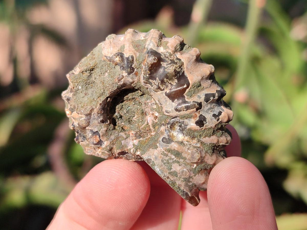 Natural Douvilleiceras Ammolite Ammonite Fossils x 24 From Maintirano, Madagascar - Toprock Gemstones and Minerals 