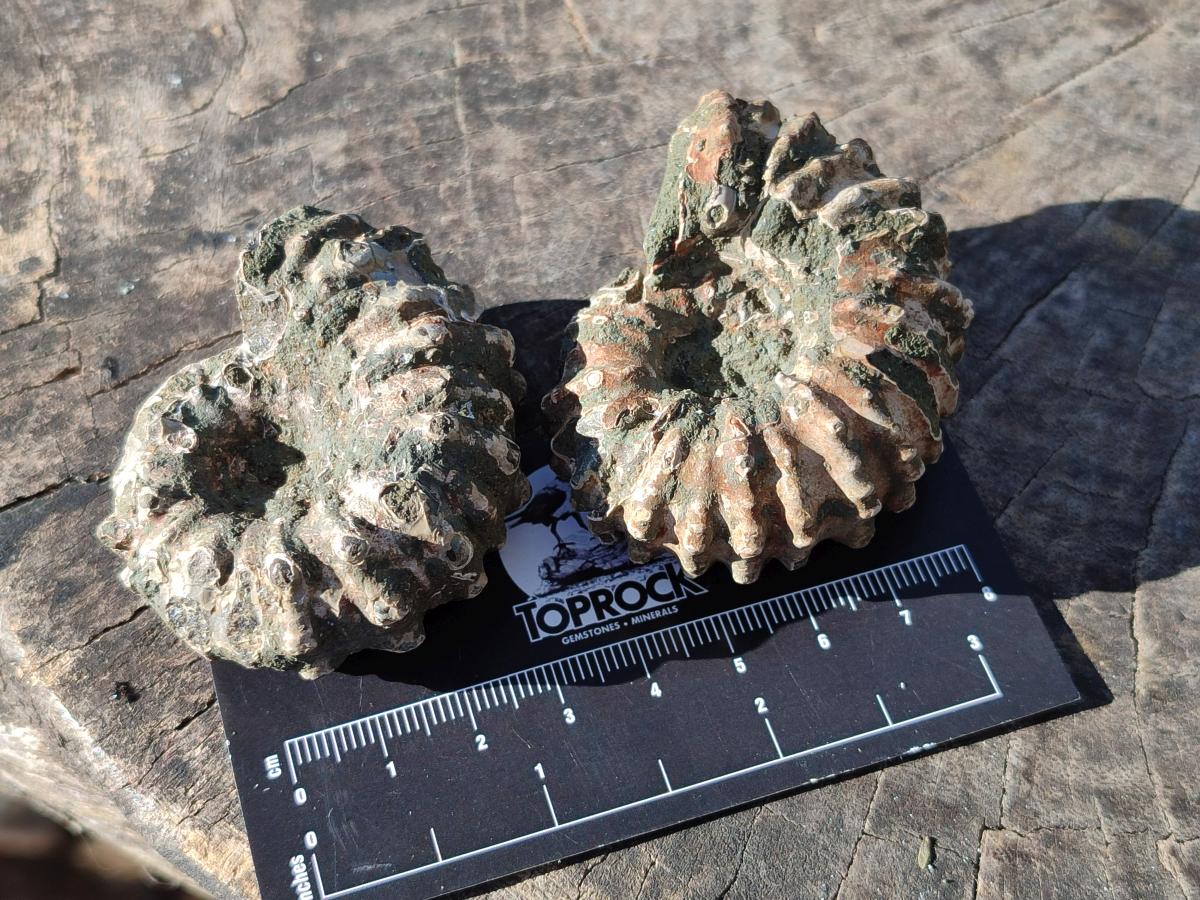 Natural Douvilleiceras Ammolite Ammonite Fossils x 24 From Maintirano, Madagascar - Toprock Gemstones and Minerals 