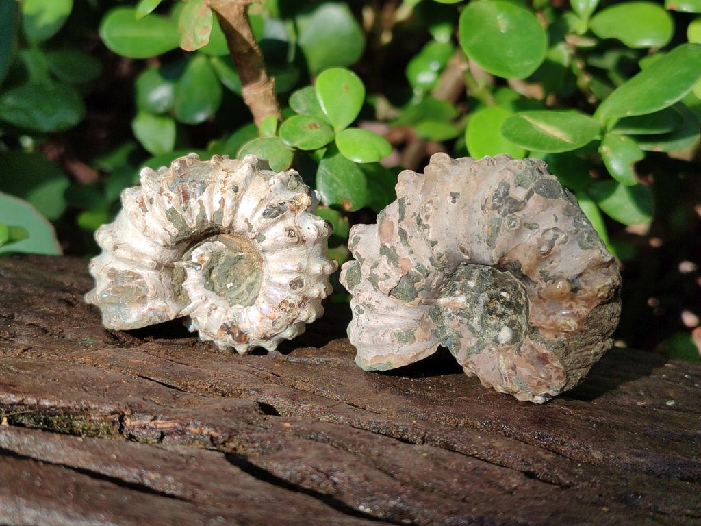 Natural Douvilleiceras Ammolite Ammonite Fossils x 24 From Maintirano, Madagascar - Toprock Gemstones and Minerals 