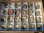 Natural Douvilleiceras Ammolite Ammonite Fossils x 24 From Maintirano, Madagascar - Toprock Gemstones and Minerals 