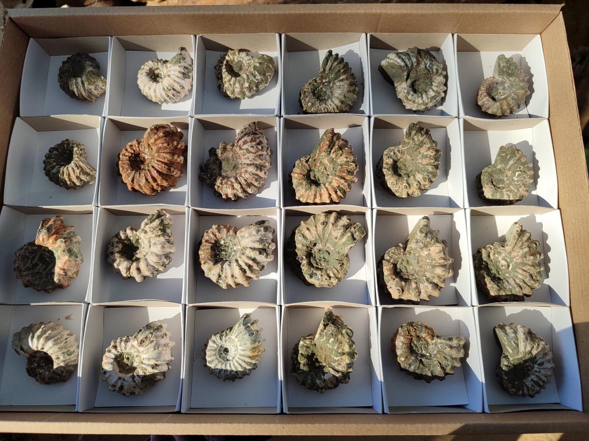 Natural Douvilleiceras Ammolite Ammonite Fossils x 24 From Maintirano, Madagascar - Toprock Gemstones and Minerals 