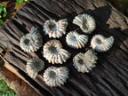 Natural Douvilleiceras Ammolite Ammonite Fossils x 24 From Maintirano, Madagascar - Toprock Gemstones and Minerals 