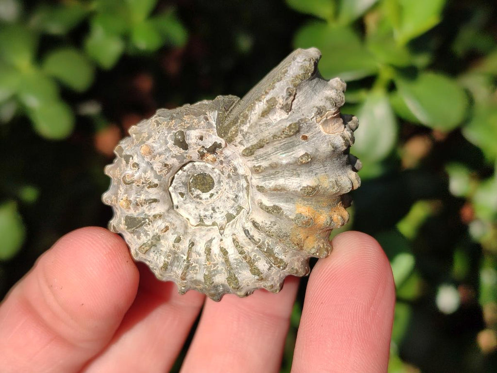 Natural Douvilleiceras Ammolite Ammonite Fossils x 24 From Maintirano, Madagascar - Toprock Gemstones and Minerals 