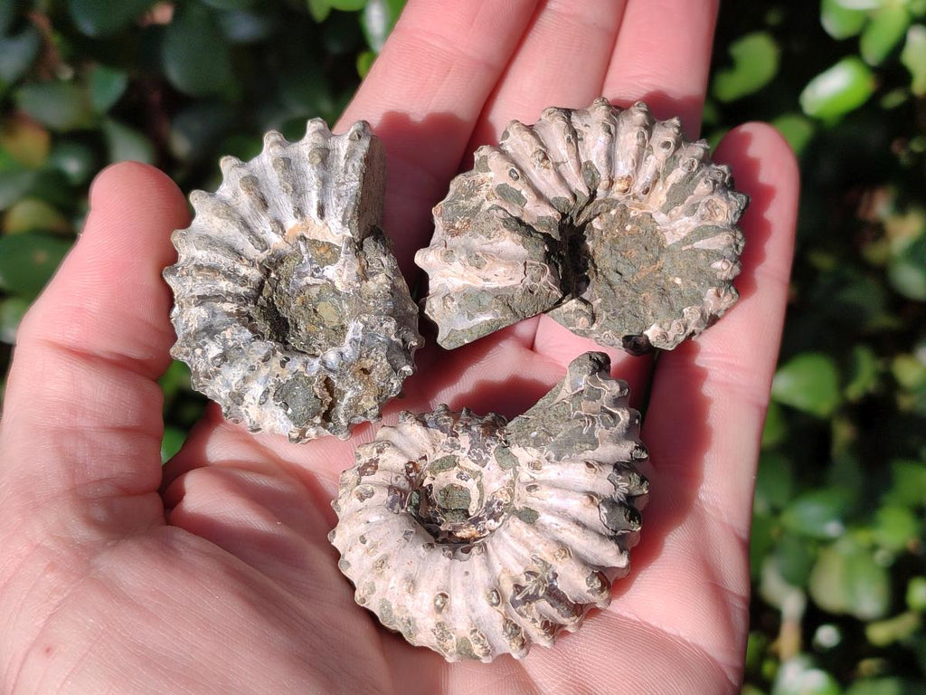 Natural Douvilleiceras Ammolite Ammonite Fossils x 24 From Maintirano, Madagascar - Toprock Gemstones and Minerals 