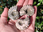 Natural Douvilleiceras Ammolite Ammonite Fossils x 24 From Maintirano, Madagascar - Toprock Gemstones and Minerals 