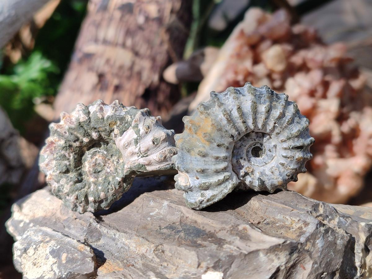 Natural Douvilleiceras Ammolite Ammonite Fossils x 24 From Maintirano, Madagascar - Toprock Gemstones and Minerals 